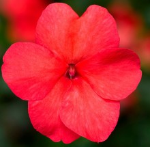 Бальзамин Имара F1 Салмон Шейдс [1000 шт] - ООО «Семена Тут»