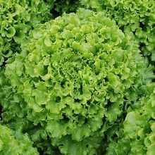 Салат Челлендж - ООО «Семена Тут»