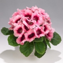 Глоксиния Импресс Пинк Биколор [100 драже] - ООО «Семена Тут»