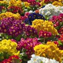 Примула высокая Крещендо Формула микс [500 шт] - ООО «Семена Тут»