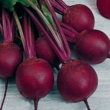 Свекла Кардиал F1 - ООО «Семена Тут»