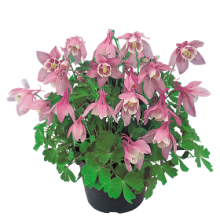 Аквилегия Камео Пинк энд Вайт [100 шт] - ООО «Семена Тут»