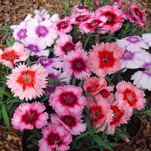 Гвоздика Диана Пикоти Микс [100 шт] - ООО «Семена Тут»