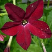 Табак Сандер Авалон Бургунди [1000 драже] - ООО «Семена Тут»