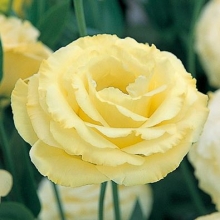 Эустома Арена 3 Голд [1000 драже] - ООО «Семена Тут»