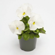 Виола крупноцветковая Инспайер Делюкс  Вайт [1000 шт] - ООО «Семена Тут»