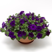 img-1: Петуния ампельная Фото Финиш Блю [50 драже] - ООО «Семена Тут»