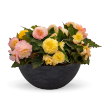 img-2: Бегония клубневая Нонстоп Пич Шейдес [1000 драже] - ООО «Семена Тут»