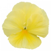 Виола крупноцветковая Пауэр Примроуз [100 шт] - ООО «Семена Тут»