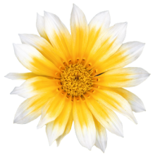 img-1: Газания Зени F1 Санни Сайд Ап [1000 шт] - ООО «Семена Тут»