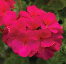 Пеларгония зональная Пинто Премиум Виолет [1000 шт] - ООО «Семена Тут»