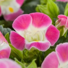 Торения Хай Лайт Роуз Пикоти [100 драже] - ООО «Семена Тут»