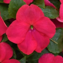 Бальзамин Бикон Липстик [100 шт] - ООО «Семена Тут»