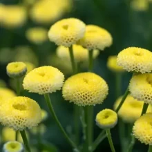 Пиретрум Амазон [100 драже] - ООО «Семена Тут»