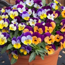 Виола рогатая Бель Визо Джамп Ап Микс [1000 шт] - ООО «Семена Тут»