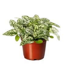 Гипестис Колоратус Вайт [250 шт] - ООО «Семена Тут»