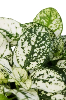 img-1: Гипестис Колоратус Вайт [250 шт] - ООО «Семена Тут»