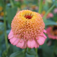 Цинния Циндерелла Пич [100 шт] - ООО «Семена Тут»