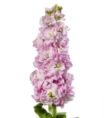 img-1: Маттиола Джордин Черри Блоссом [100 шт] - ООО «Семена Тут»