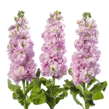 Маттиола Джордин Черри Блоссом [100 шт] - ООО «Семена Тут»