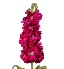 img-1: Маттиола Джордин Ред [1000 шт] - ООО «Семена Тут»