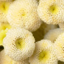 Пиретрум Лима [100 драже] - ООО «Семена Тут»