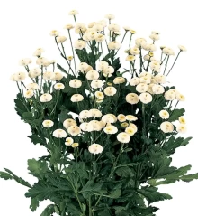 Пиретрум Виктори Квин Вайт [100 драже] - ООО «Семена Тут»