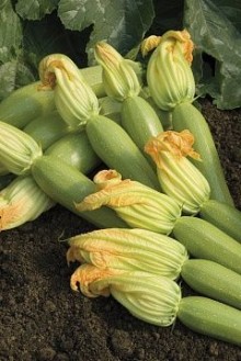 img-1: Кабачок Невира F1 - ООО «Семена Тут»