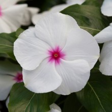 Катарантус Блокбастер Пепперминт [100 шт] - ООО «Семена Тут»