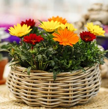 Газания Энорма Фулл микс [100 шт] - ООО «Семена Тут»