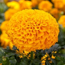 Бархатцы прямостоячие Чирлидер Оранж [1000 шт] - ООО «Семена Тут»