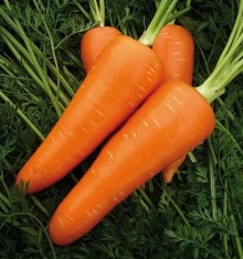 Морковь Алтаир F1 (инкруст. семена) - ООО «Семена Тут»
