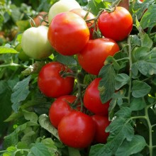 Томат Амбер F1 - ООО «Семена Тут»