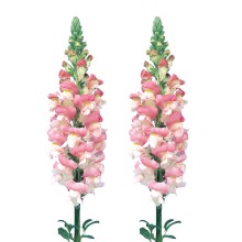 img-1: Львиный зев Адмирал Пинк Биколор [1000 шт] - ООО «Семена Тут»