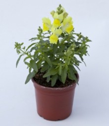 Львиный зев Крэкл энд Поп Еллоу [1000 шт] - ООО «Семена Тут»