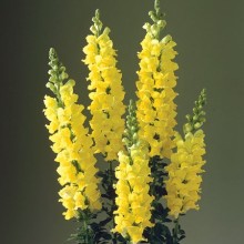 Львиный зев Ледженд Дабл Еллоу (группа 1) [1000 шт] - ООО «Семена Тут»