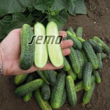 img-1: Огурец Аня F1 - ООО «Семена Тут»