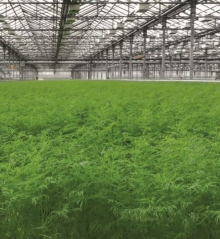 img-1: Укроп Арбалет - ООО «Семена Тут»