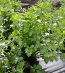 Кориандр Арго - ООО «Семена Тут»