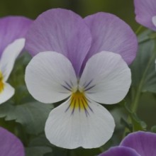 Виола рогатая Флорал Пауэр F1 Вайт Роуз Винг [1000 шт] - ООО «Семена Тут»