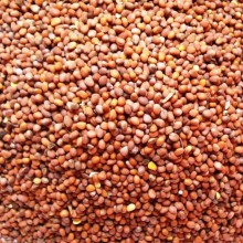 img-1: Редька масличная Альфа - ООО «Семена Тут»