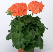 img-1: Пеларгония зональная Ринго 2000 Салмон [100 шт] - ООО «Семена Тут»