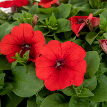 Петуния мультифлора БУМ Эйч ди Ред [100 драже] - ООО «Семена Тут»