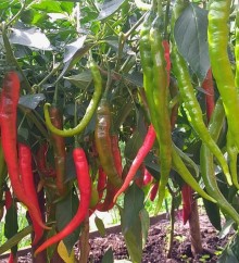 Перец острый Бандит - ООО «Семена Тут»