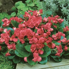 Бегония вечноцветущая махровая Квин Роуз [100 драже] - ООО «Семена Тут»