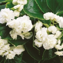 Бегония вечноцветущая махровая Квин Вайт [100 драже] - ООО «Семена Тут»