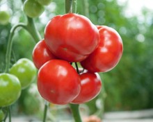 img-1: Томат Беркат F1 - ООО «Семена Тут»