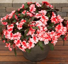 img-1: Бальзамин новогвинейский Флорифик F1 Свит Оранж [1000 шт] - ООО «Семена Тут»