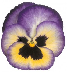 Виола крупноцветковая Премьер Блюберри трилл [100 шт] - ООО «Семена Тут»