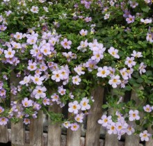 img-1: Бакопа Блютопия [100 м/драже] - ООО «Семена Тут»